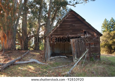 Dilapidated old cabin and massive trees