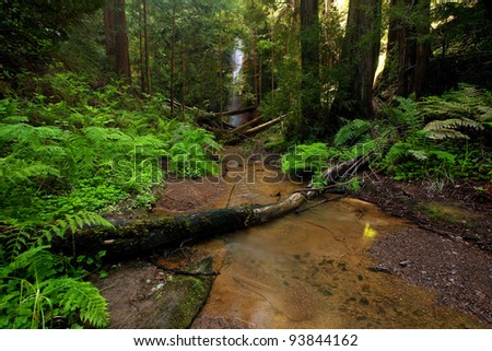 Lush rain forest waterfall: Berry Creek Falls in Big Basin State Park, California