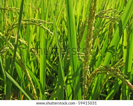 A shallow depth of field view of a lush, ripe rice field showing individual grains