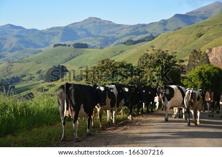 Herd of Cows at dawn in the hills above Akaroa Harbour, New Zealand.