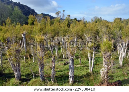 New growth on trees at a Tea Tree Plantation at Karamea, New Zealand.