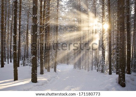 Sun And Snow In The Winter Forest Landscape