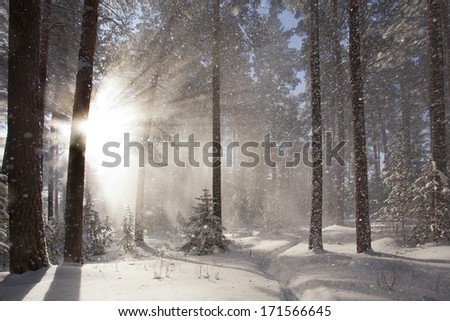 Winter landscape. The morning after a heavy snowfall. Sun and snow