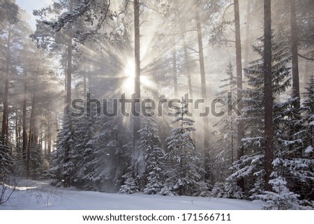 Winter landscape. The morning after a heavy snowfall. Sun and snow