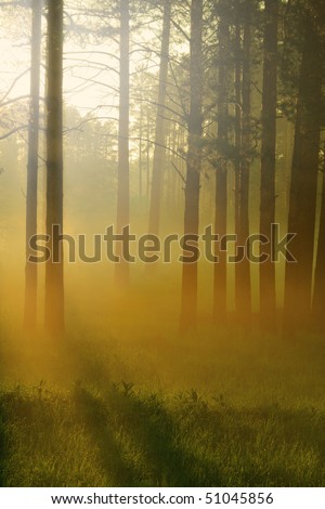Sunbeams falls into the misty woods with majestic pine trees