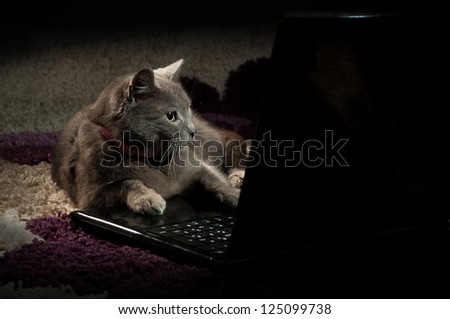 Gray domestic cat looking at something on a laptop