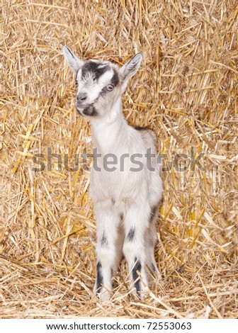 A baby goat standing on straw bedding in an indoor animal pen