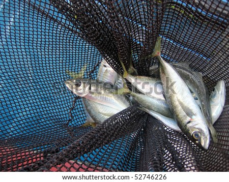 Fishing Net With Fish. stock photo : fishinG net full