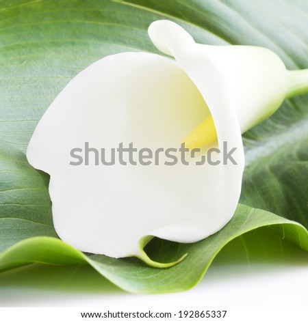 white calla lily flower with green leaf on white background