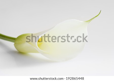 white calla lily on white background