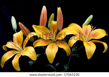 three yellow lilies with six buds on black