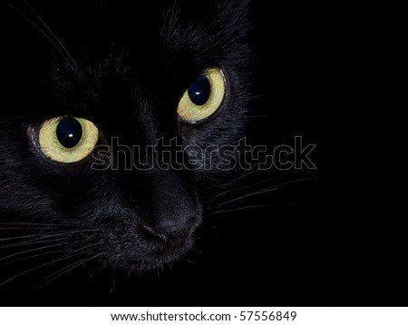 black cat with yellow eyes on black background