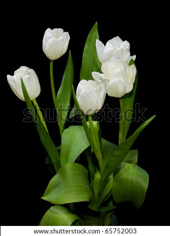 five white tulips on black