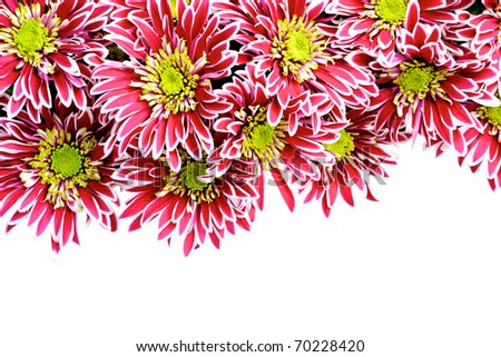 red chrysanthemums border isolated on white