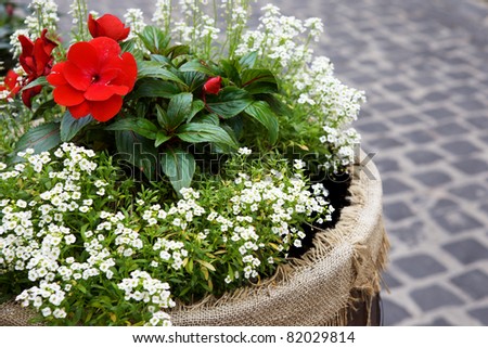 street white and red flowers in decorative rural barrel with block pavement on background