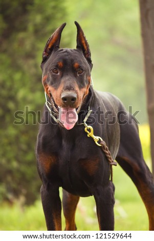 The Doberman Pinscher, a guard dog