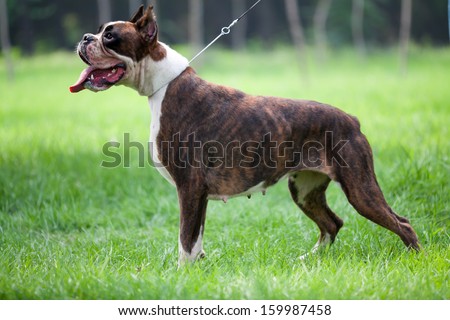 The boxer, a famous Hound