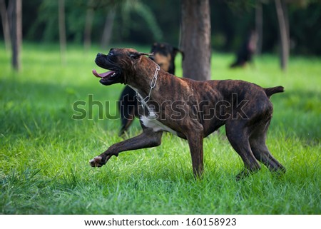 The boxer, a famous Hound