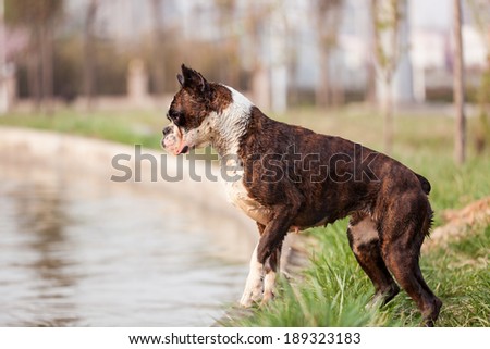 A boxer dog jumped into the river