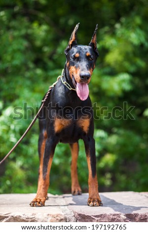 The Doberman Pinscher, a good guard dogs, this is an adult female dog