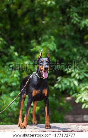 The Doberman Pinscher, a good guard dogs, this is an adult female dog