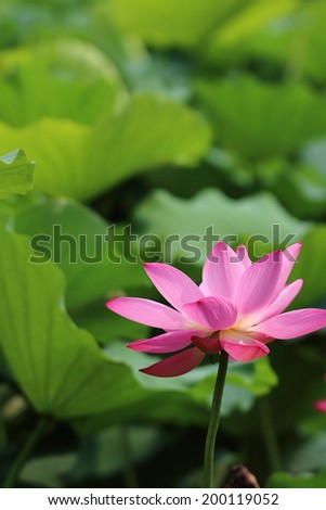 In the summer, the lotus pond very much