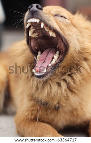 Long Haired Dog. long-haired dog yawning