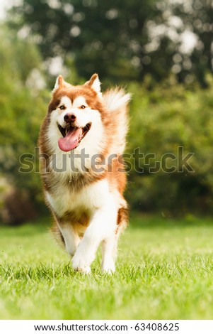 stock-photo-a-brown-adult-alaskan-malamu