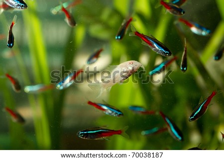 Tropical fish living in fish bowl