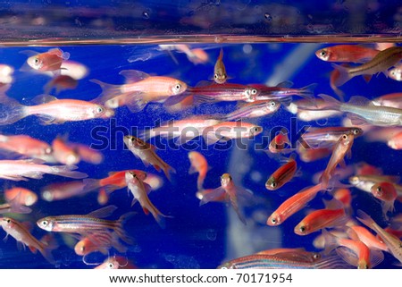 Tropical fish living in fish bowl