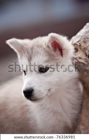 Alaskan malamute  Puppies