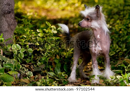 The Chinese crested dog is a smaller (10â??13 lbs) hairless breed of dog. Like most hairless dog breeds, the Chinese crested comes in two varieties