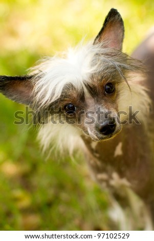 The Chinese crested dog is a smaller (10â??13 lbs) hairless breed of dog. Like most hairless dog breeds, the Chinese crested comes in two varieties