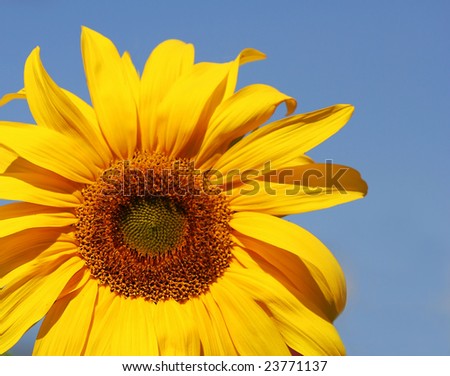 Brilliant yellow sun-flower against a Summer intense blue sky