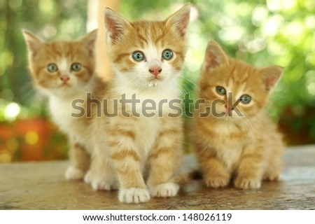 three little cute red kitten against green bokeh background. shallow dof. focus on kitten in the centre.