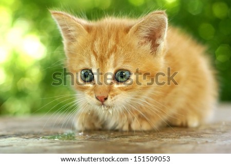 Cute Red Kitten With Blue Eyes Sitting On Wooden Table Against Green Summer Bokeh