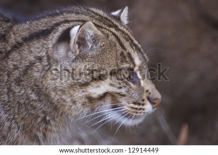 fishing cat pet. fishing cat pet. fishing cat