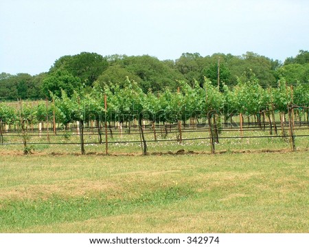 Starting of the growing season in the vineyard
