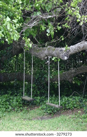 twin rope swings on tree branch
