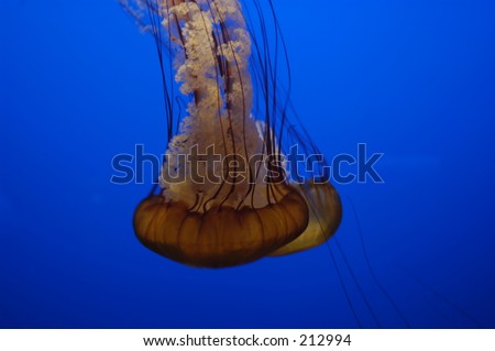 Giant yellow man o\'war jellyfish with blue background