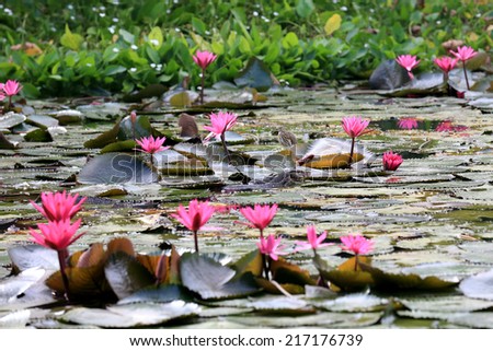 Water monitor (Varanus Salvator) live with Javan Pond Heron in the pond of  Pink water lily flowers, Nymphaeaceae.