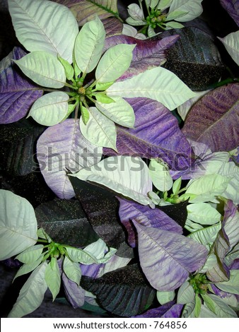 a purple poinsettia with gold glitter sprinkles