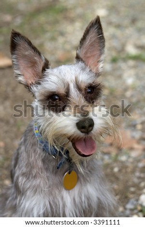 happy purebred schnauzer wearing collar and tag
