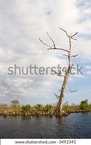 Dead Cypress Tree