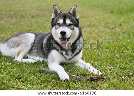 a Siberian Husky shows his dirty tongue while taking a break from chewing on his fetch stick