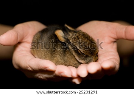 baby rabbit, only one week old, sits in human hands
