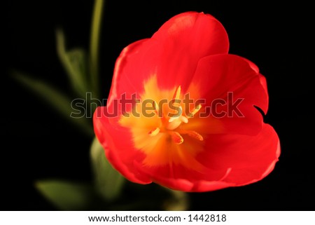 A red and yellow tulip on a black background with shallow depth of field.