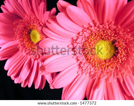 Two pink and yellow gerber daisy stems on a black background.