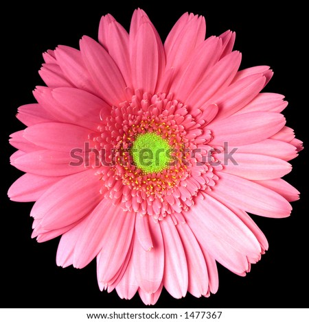 Single pink and yellow gerber daisy stem on a black background.