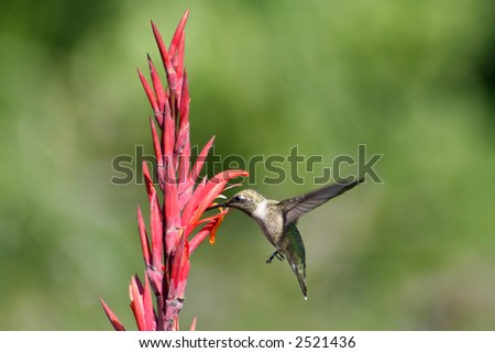 Humming bird flying around a red orange flower to feed